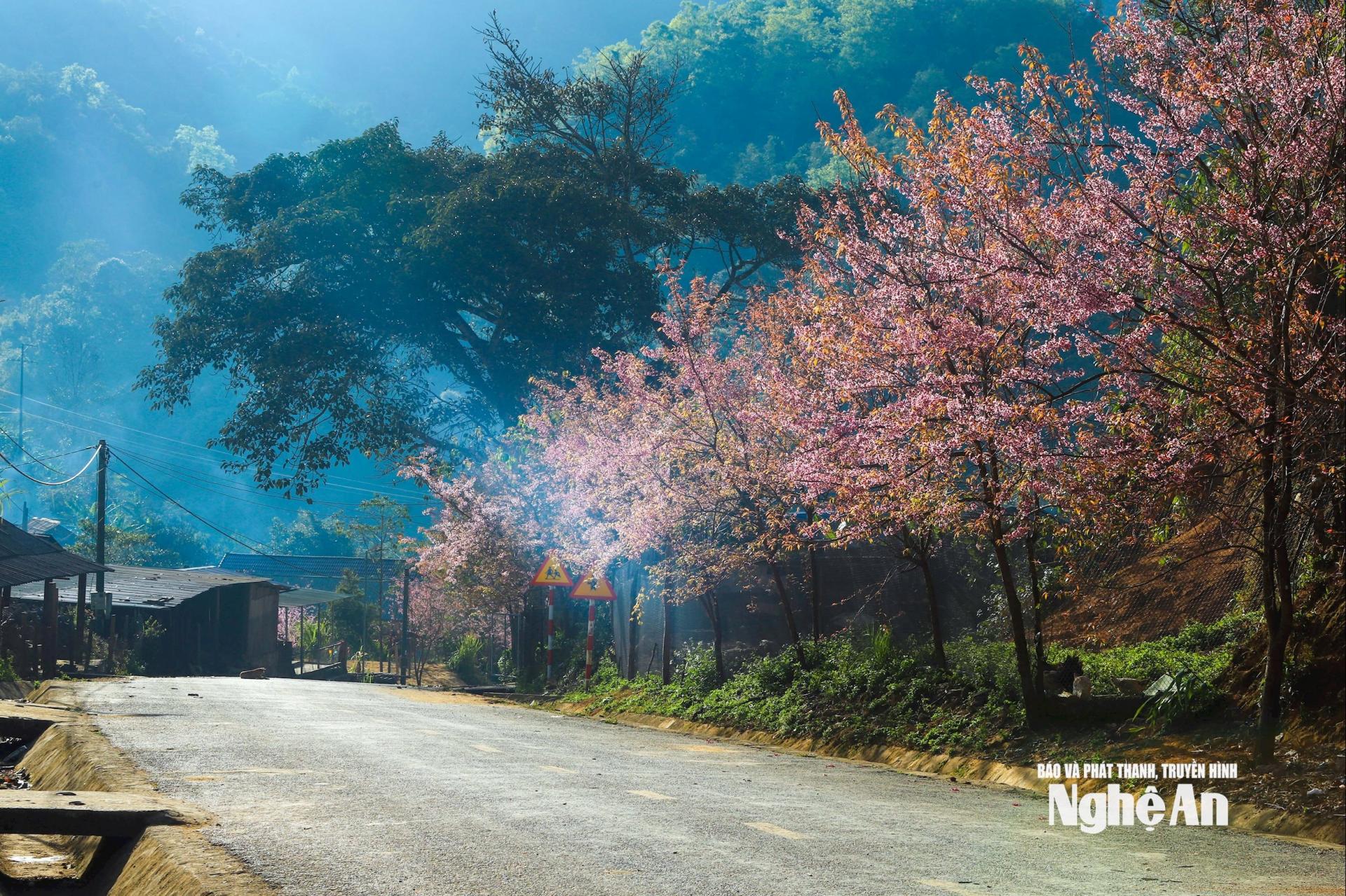 Hoa anh đào thắp hồng Mường Típ