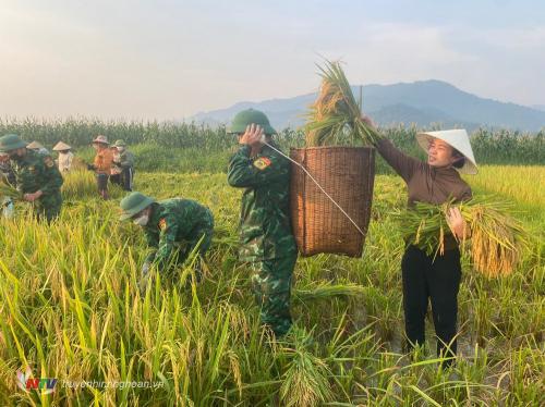Bộ đội Biên phòng giúp dân gặt lúa dưới thời tiết nắng nóng trên 40 độ C