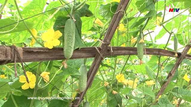 Nghệ An ngày mới - 17/01/2019