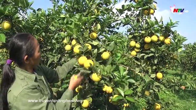 Nghệ An ngày mới - 18/01/2019