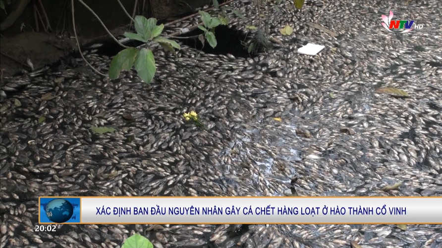 Xác định ban đầu nguyên nhân gây cá chết hàng loạt ở hào thành cổ Vinh