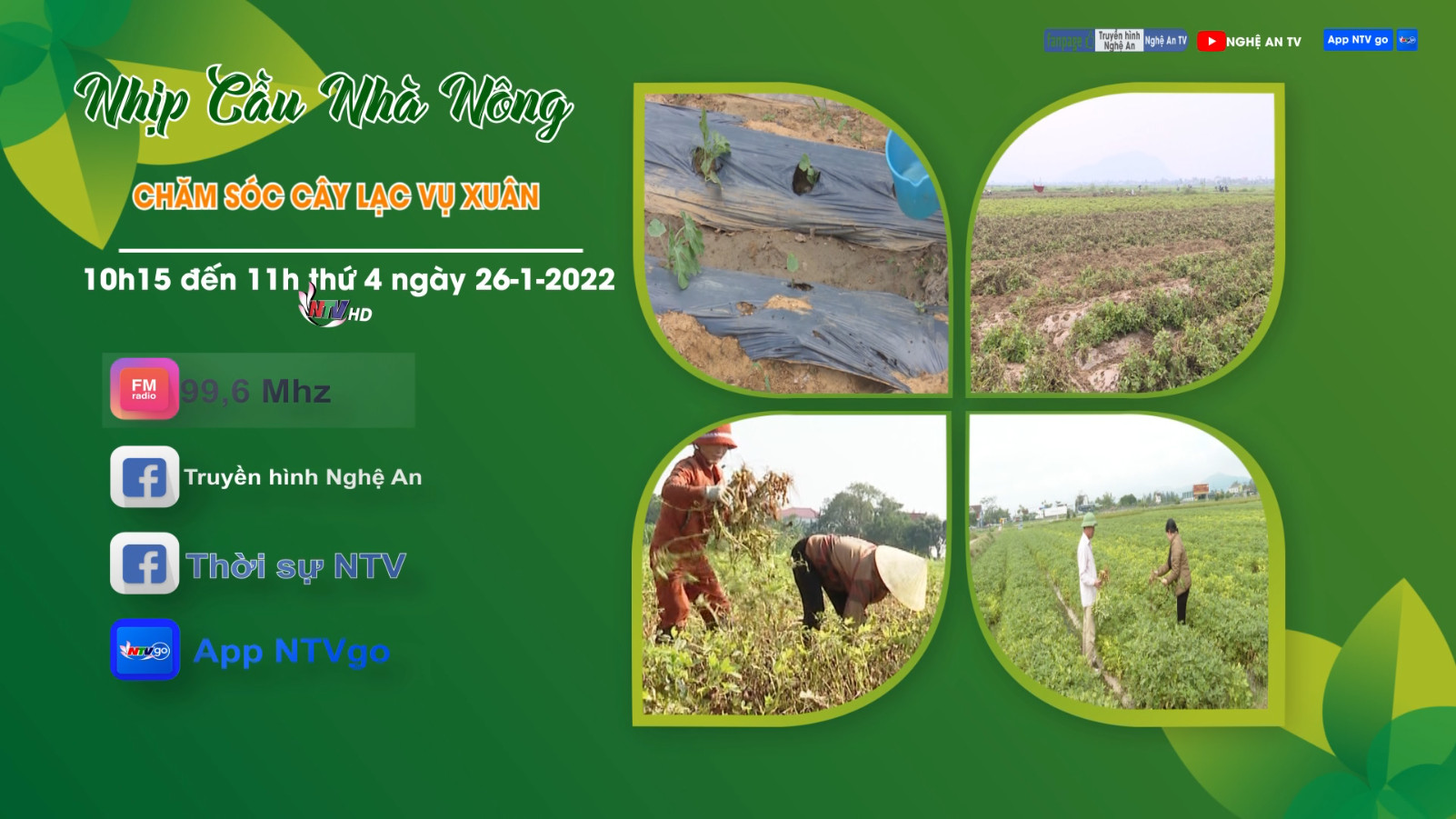 Nhịp cầu nhà nông: Chăm sóc cây lạc vụ xuân