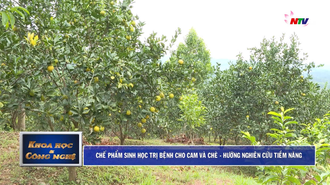 Khoa học & Công nghệ: Chế phẩm sinh học trị bệnh cho cam và chè - hướng nghiên cứu tiềm năng từ ĐH Vinh