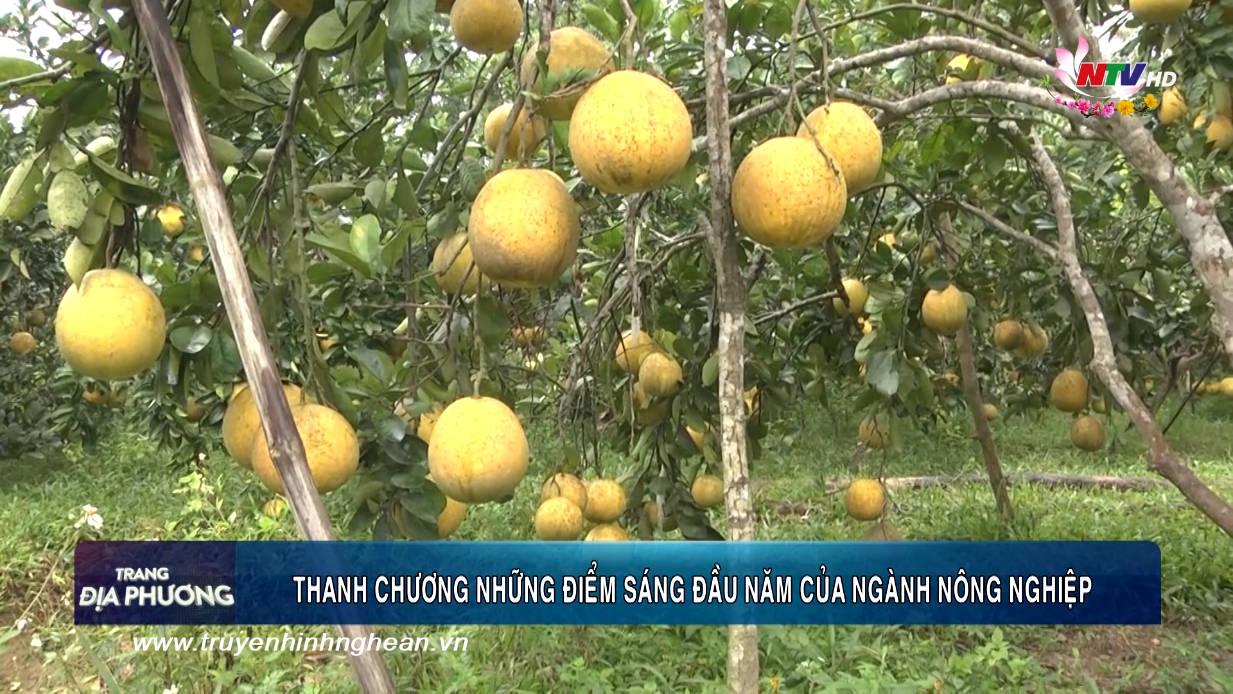 Trang địa phương ngày 08/02/2019