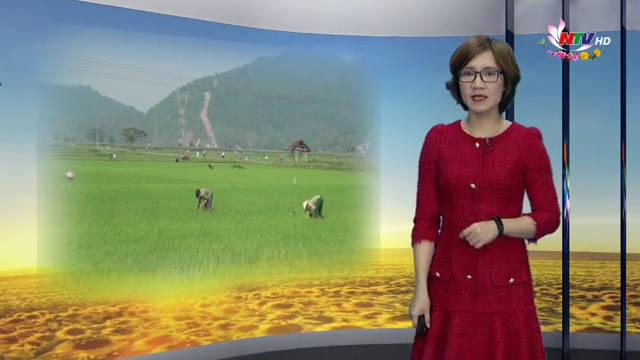 Nghệ An ngày mới - 10/02/2019