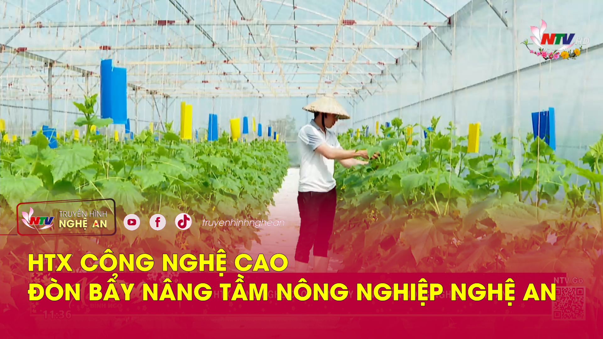 HTX công nghệ cao – đòn bẩy nâng tầm nông nghiệp Nghệ An