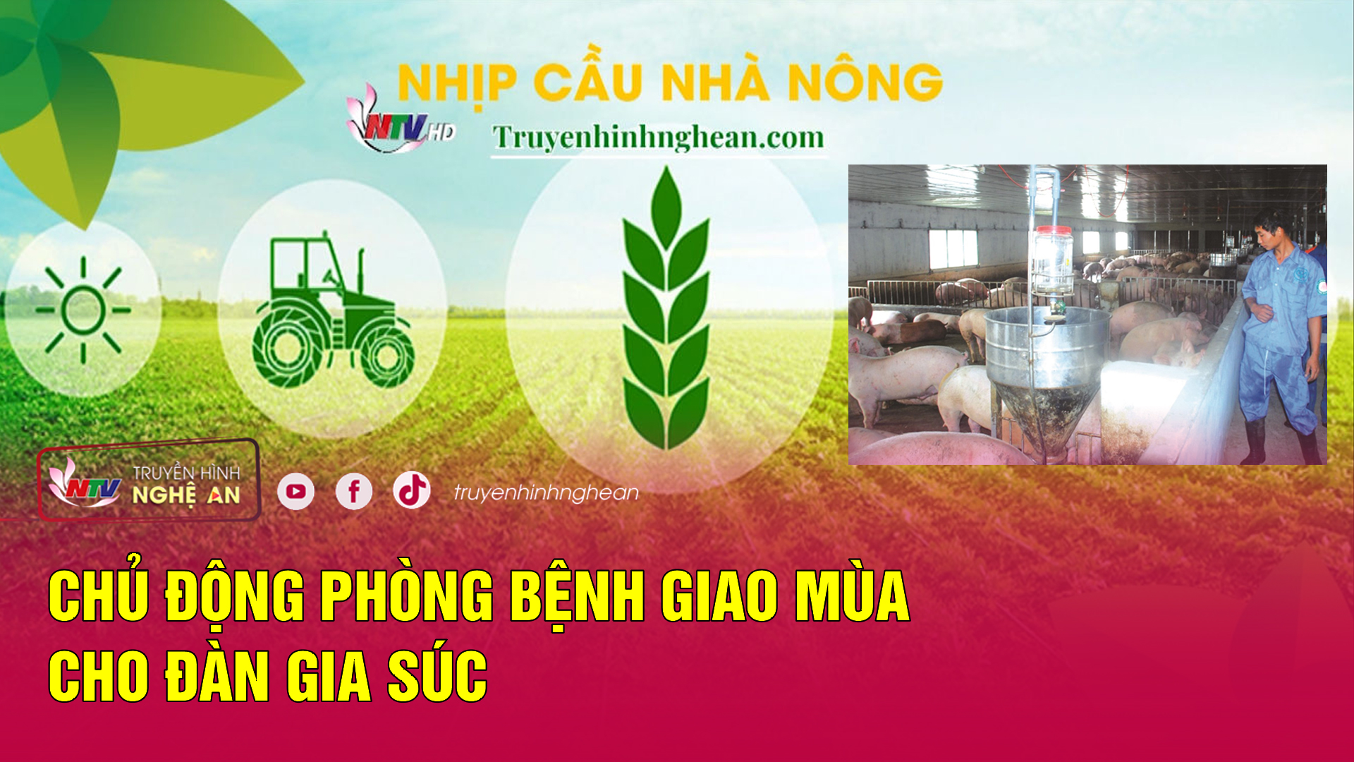 Nhịp cầu nhà nông: Chủ động phòng bệnh giao mùa cho đàn gia súc