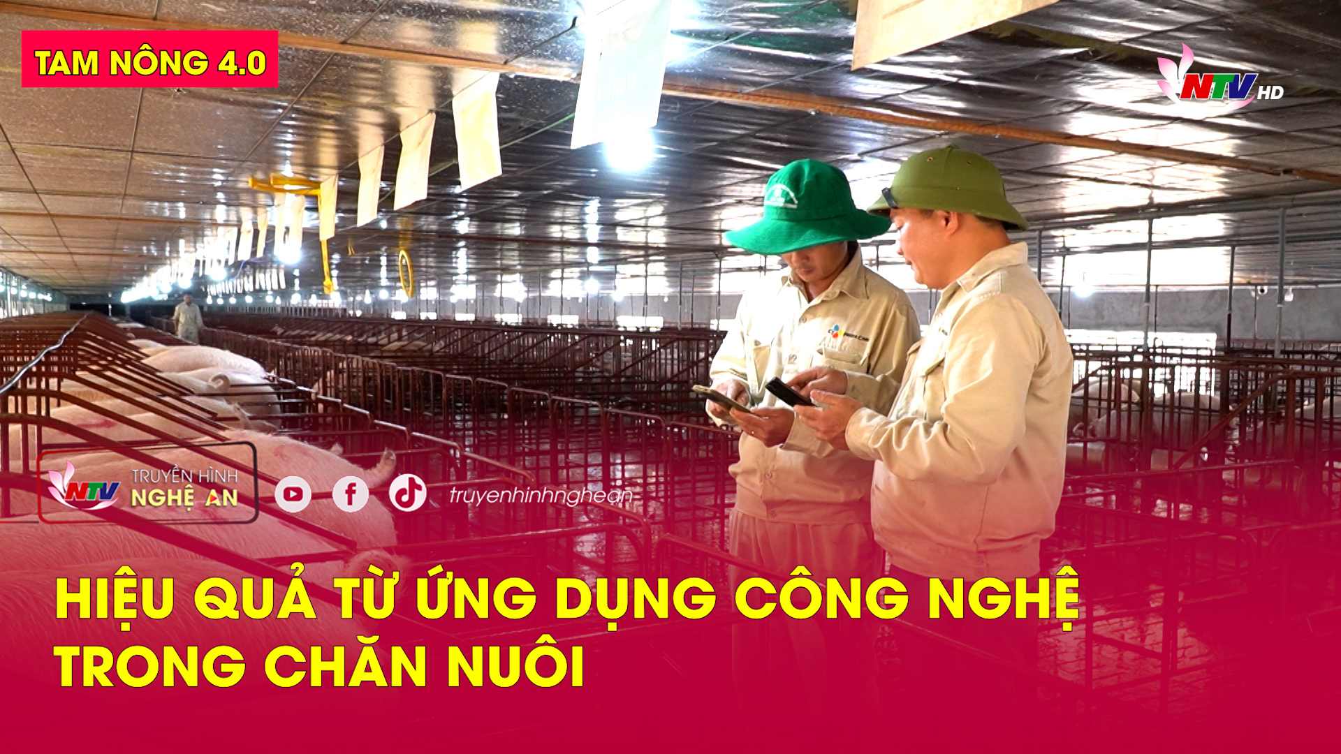 Tam nông 4.0: Hiệu quả từ ứng dụng công nghệ trong chăn nuôi