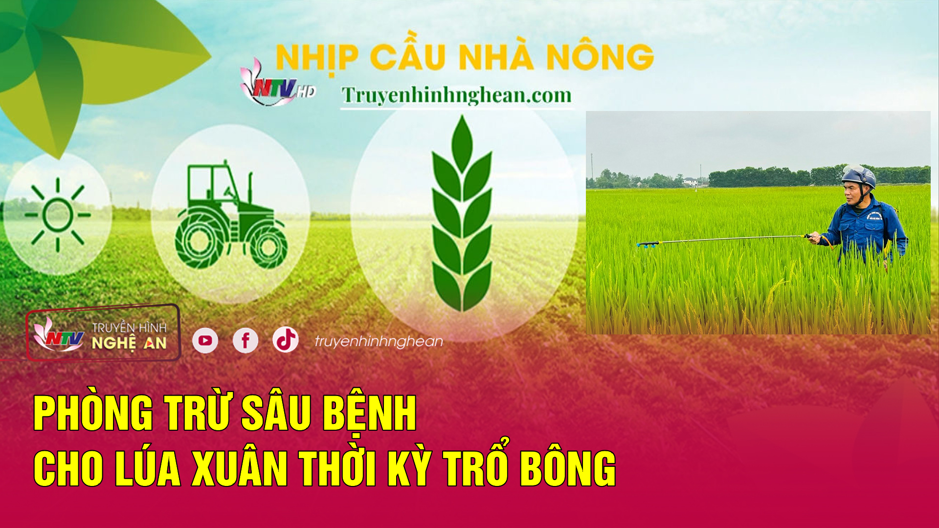 Nhịp cầu nhà nông: Phòng trừ sâu bệnh cho lúa xuân thời kỳ trổ bông