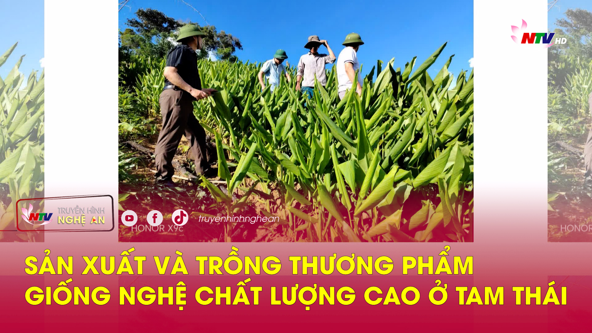 Khoa học & Công nghệ: Sản xuất và trồng thương phẩm giống nghệ chất lượng cao ở Tam Thái