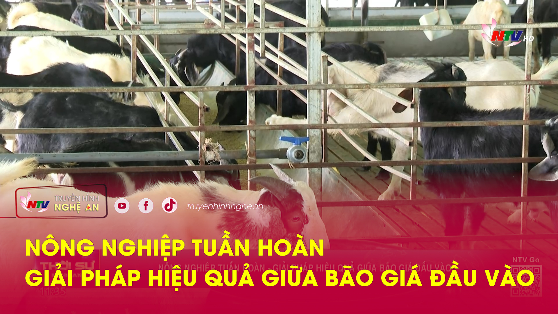 Nông nghiệp tuần hoàn – Giải pháp hiệu quả giữa bão giá đầu vào