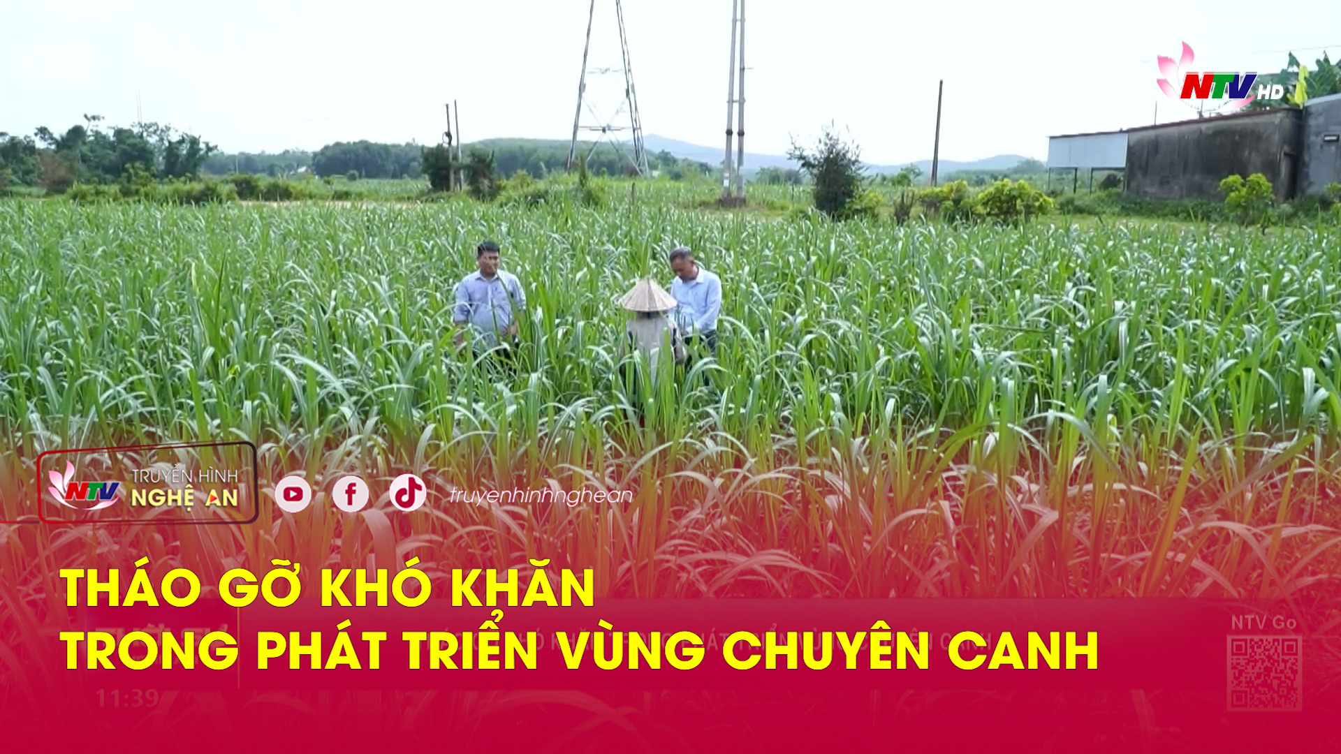 Tháo gỡ khó khăn trong phát triển vùng chuyên canh