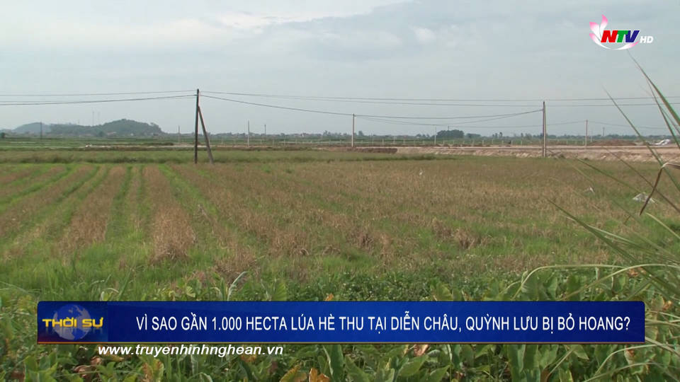 Vì sao gần 1.000ha lúa hè thu tại Diễn Châu, Quỳnh Lưu bị bỏ hoang?
