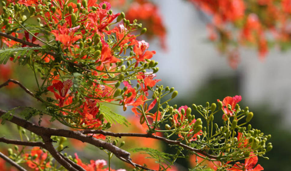 Tiếng thơ: Mùa mới đơm bông