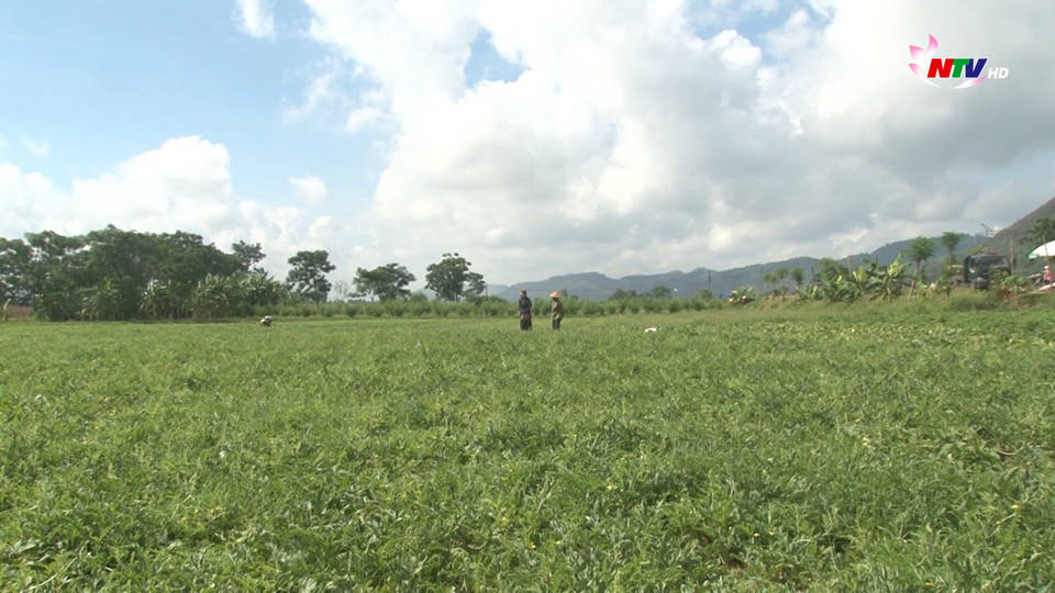 Trang địa phương ngày 01/6/2021