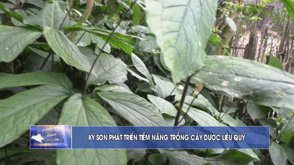 Trang địa phương ngày ngày 13/6/2021