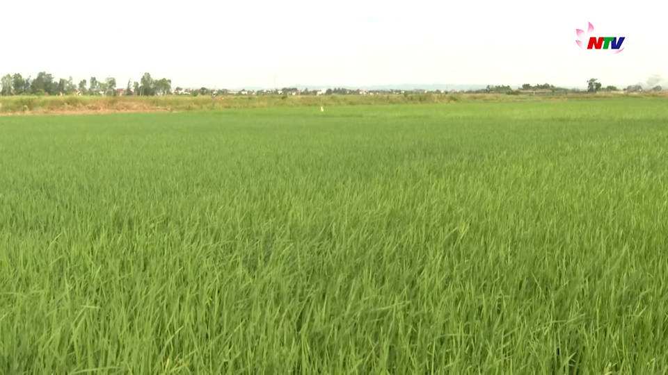 Trang địa phương ngày 11/7/2021