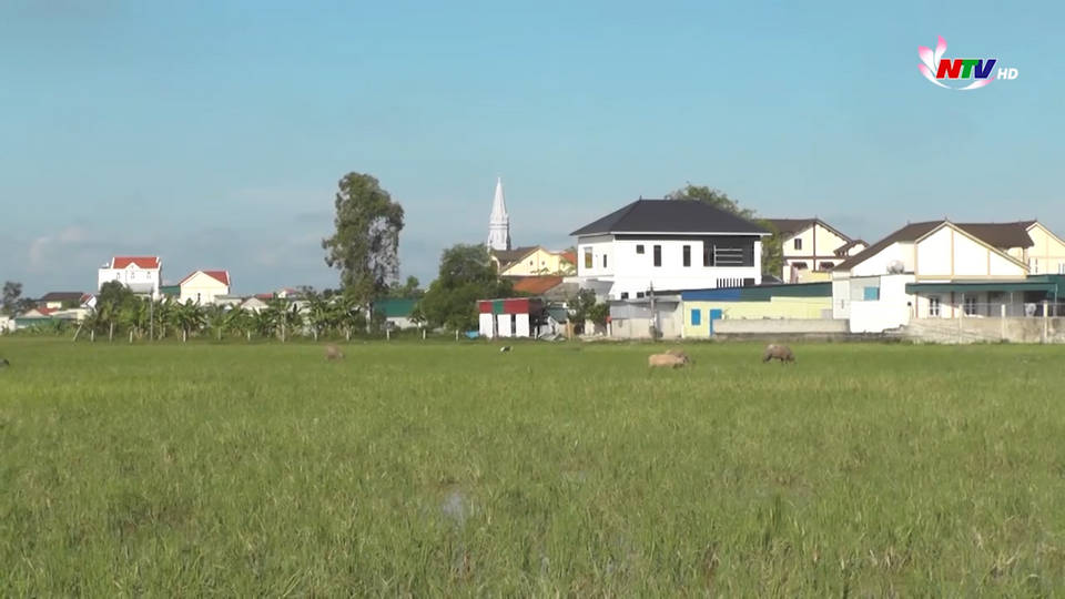 Trang địa phương ngày 31/7/2021