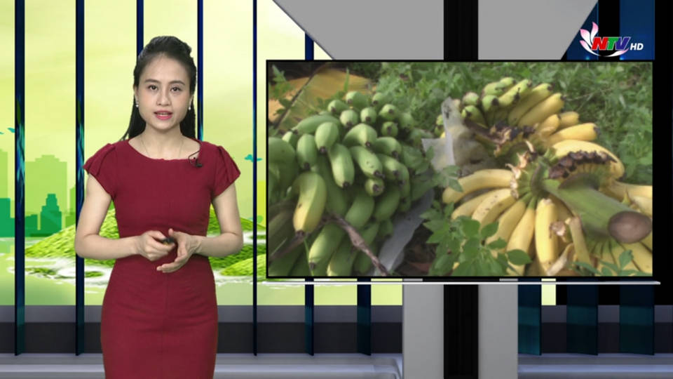 Nghệ An ngày mới - 31/7/2021