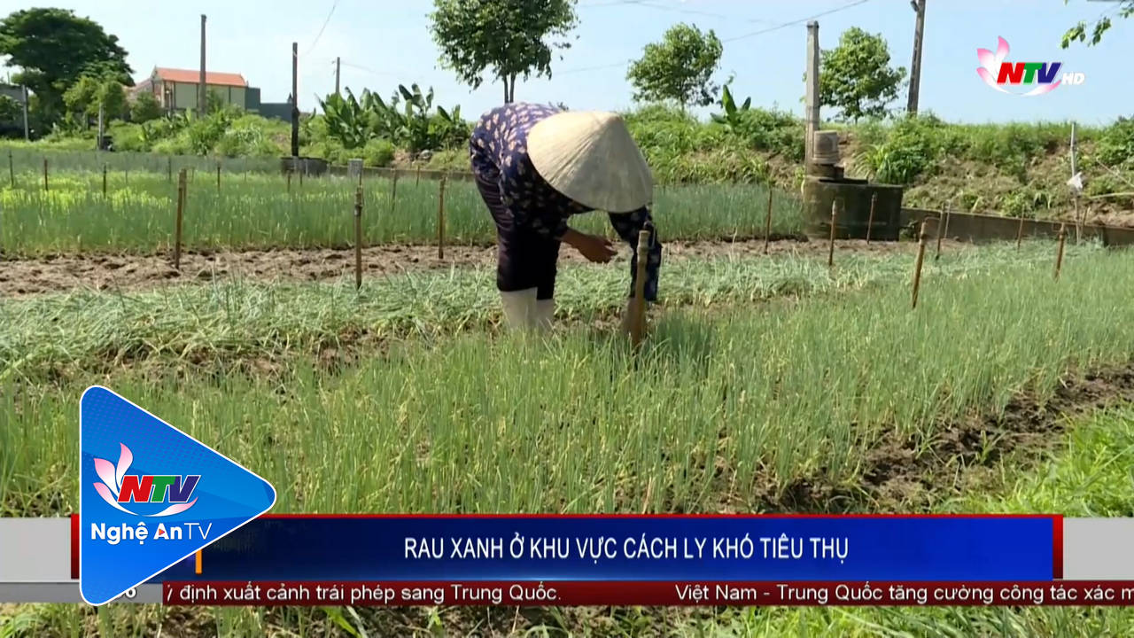 Rau xanh ở khu vực cách ly khó tiêu thụ