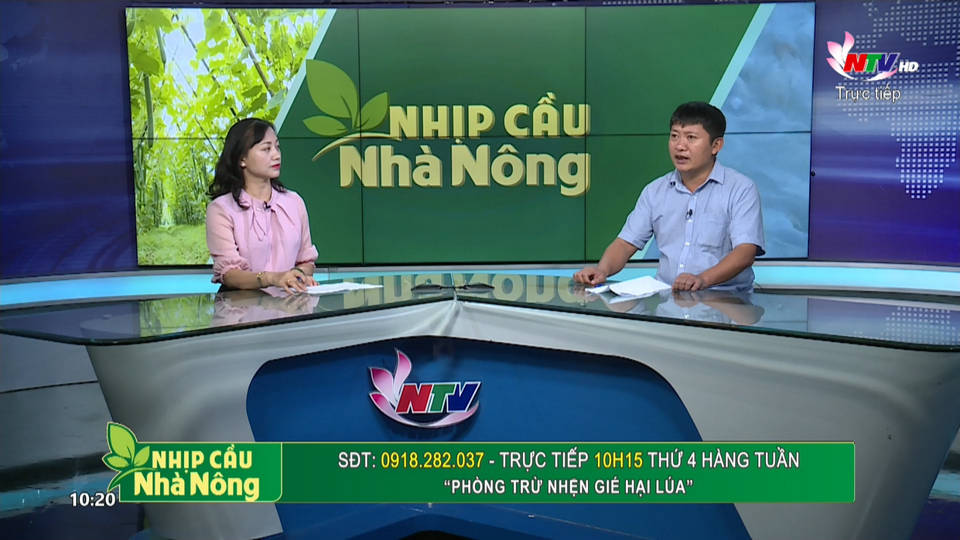 Nhịp cầu nhà nông: Phòng trừ nhện gié hại lúa
