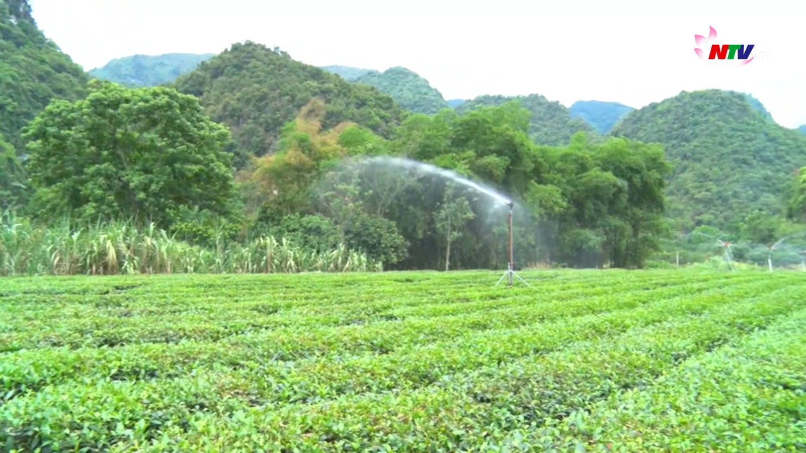 Thay đổi nhiều chính sách  hỗ trợ phát triển Nông nghiệp giai đoạn 2022-2025