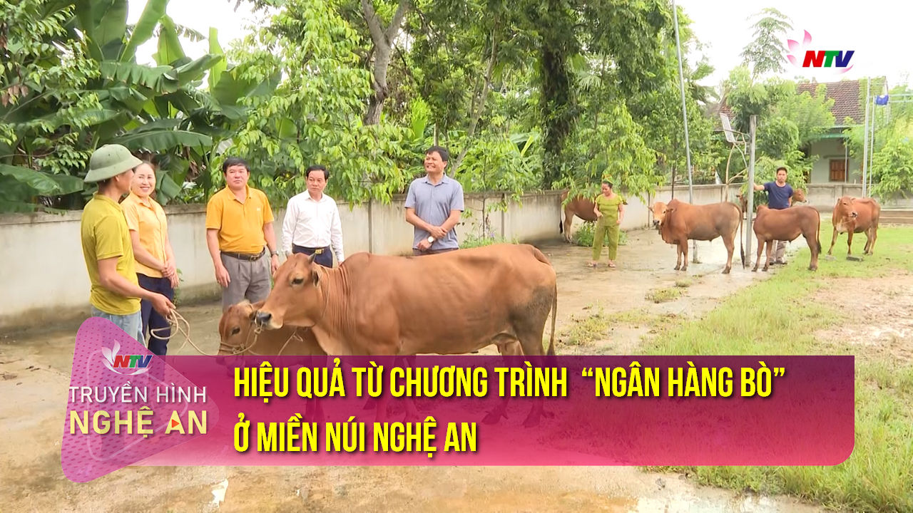 Hiệu quả từ chương trình  “ngân hàng bò” ở miền núi Nghệ An