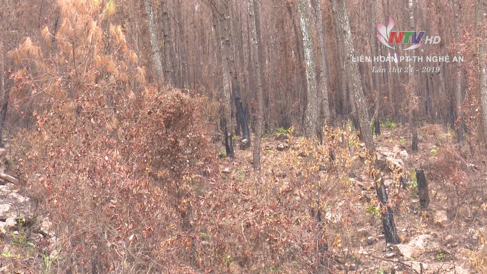 Đằng sau những vụ cháy rừng