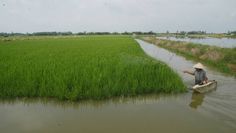 Nông dân sản xuất lúa thích ứng biến đổi khí hậu