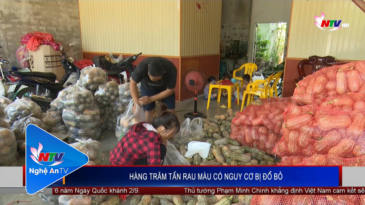 Hàng trăm tấn rau màu có nguy cơ bị đổ bỏ