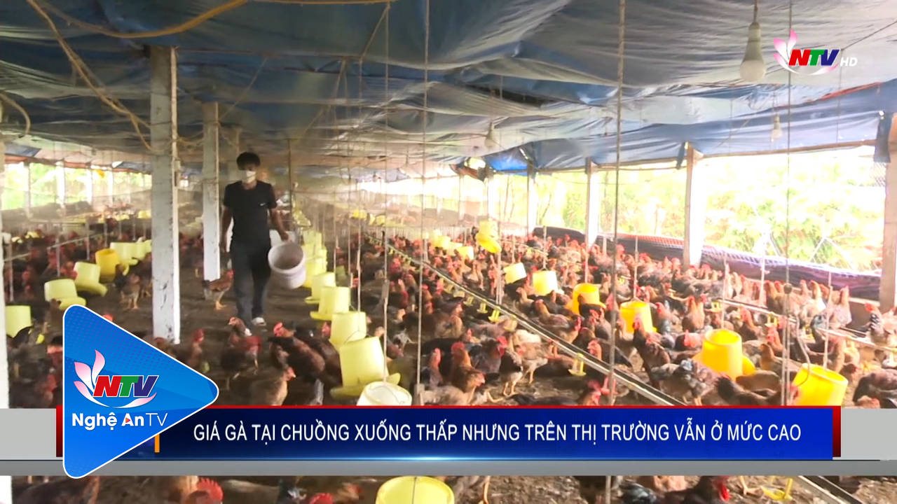 Giá gà tại chuồng xuống thấp nhưng trên thị trường vẫn ở mức cao