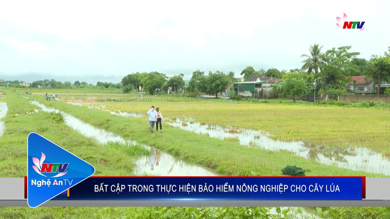 Bất cập trong thực hiện bảo hiểm nông nghiệp cho cây lúa