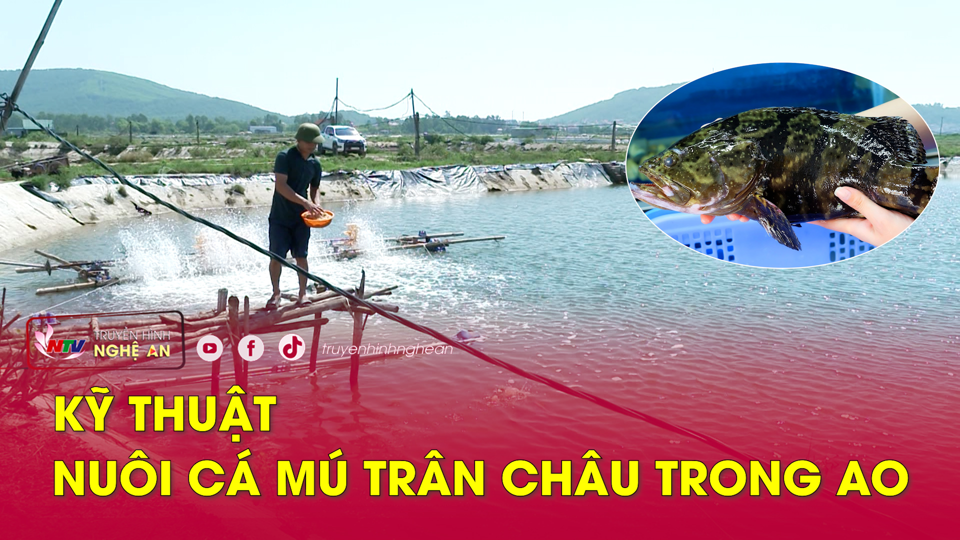 Khuyến nông: Kỹ thuật nuôi cá mú trân châu trong ao