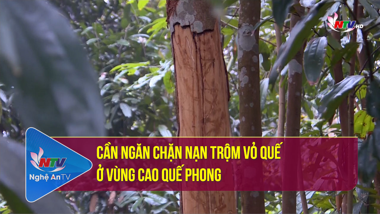 Cần ngăn chặn nạn trộm vỏ quế ở vùng cao Quế Phong
