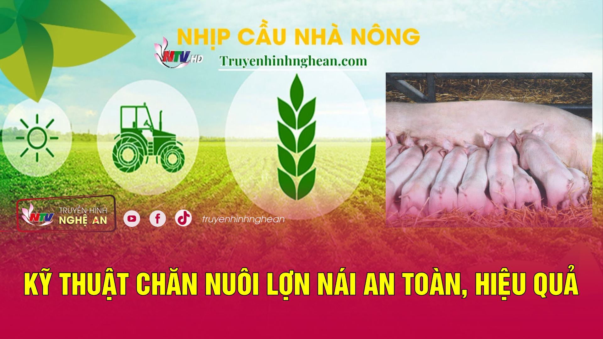 Nhịp cầu nhà nông: Kỹ thuật chăn nuôi lợn nái an toàn, hiệu quả