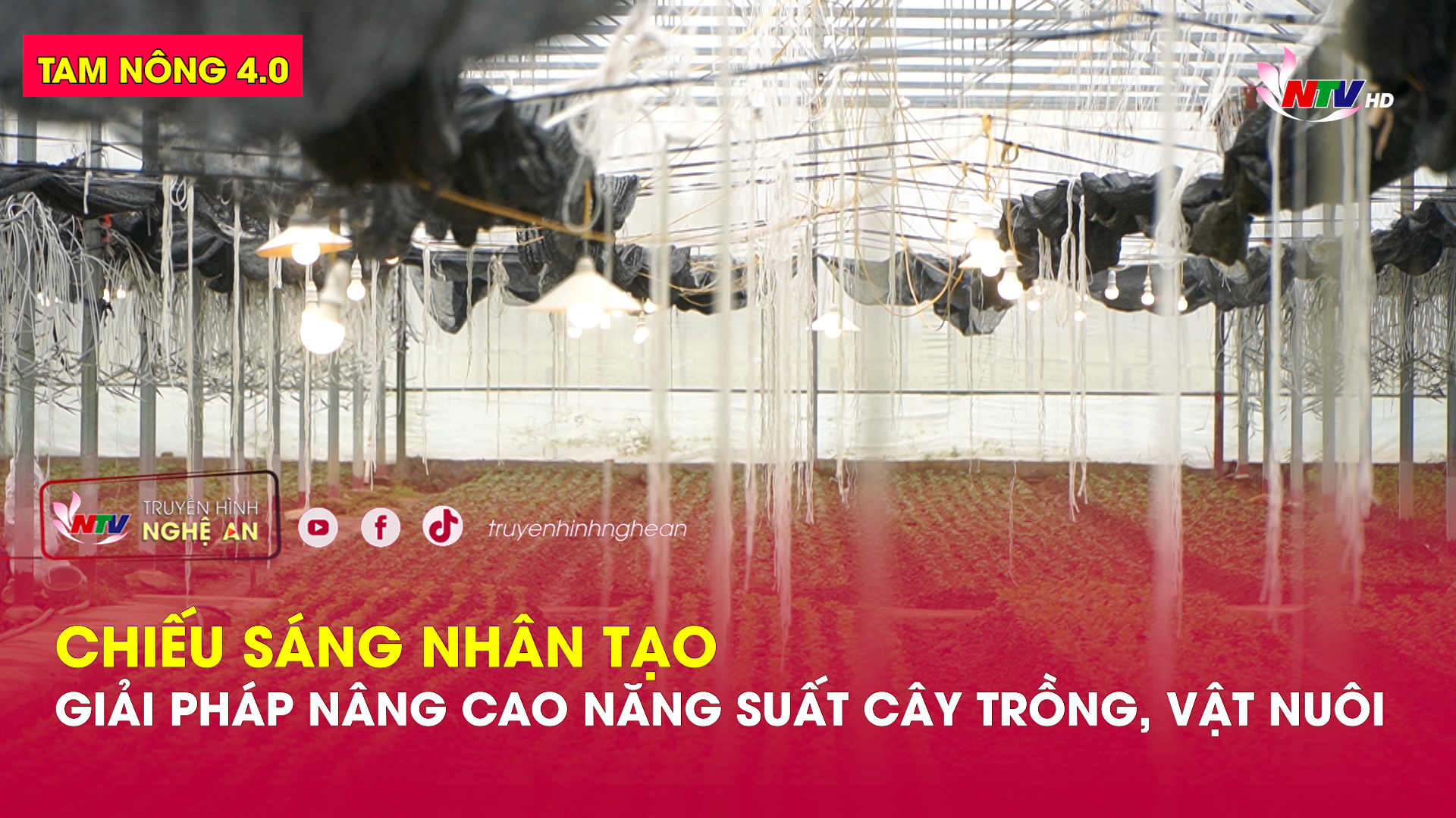 Tam nông 4.0: Chiếu sáng nhân tạo - giải pháp nâng cao năng suất cây trồng, vật nuôi