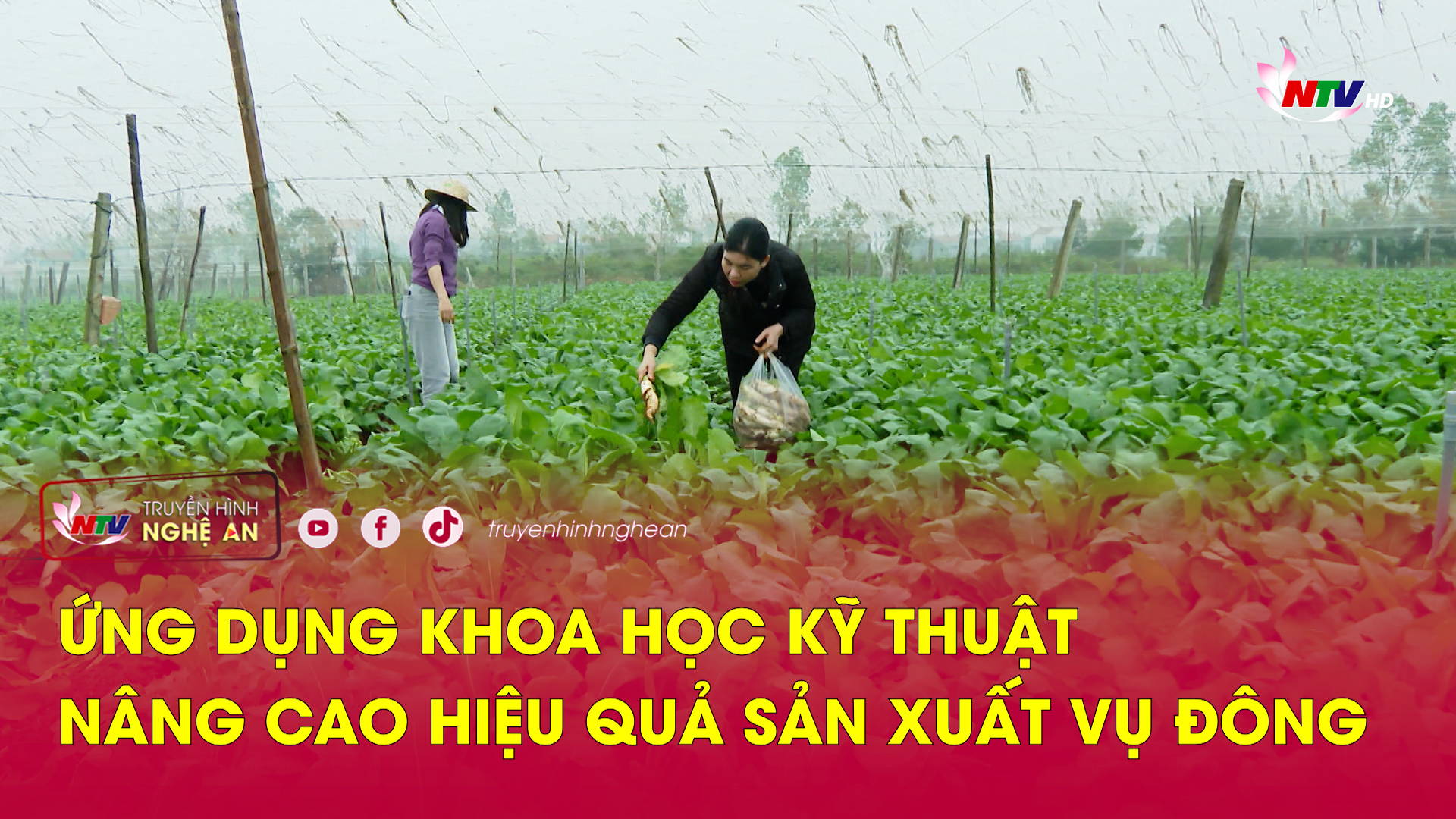 Ứng dụng khoa học kỹ thuật nâng cao hiệu quả sản xuất vụ đông