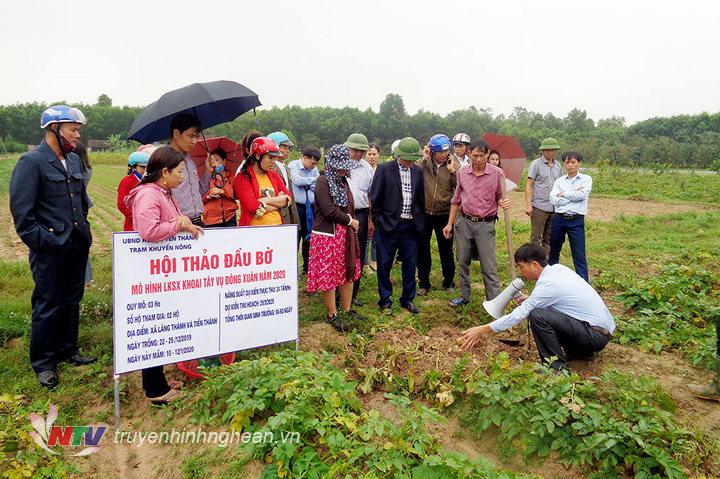 Mô hình khoai tây Marabel ở Yên Thành đạt năng suất 24 tấn/ha 