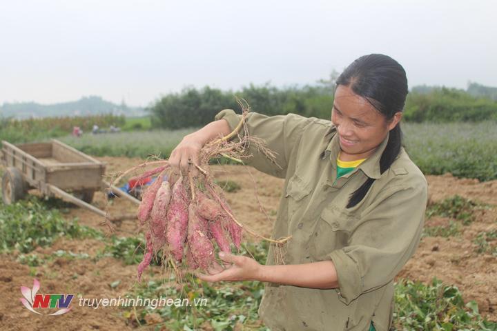 Nông dân Anh Sơn vào vụ thu hoạch khoai lang đỏ