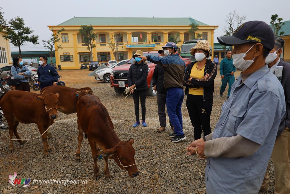 Hưng Nguyên trao tặng 20 con bò sinh sản trị giá 300 triệu đồng cho các hộ gia đình khó khăn