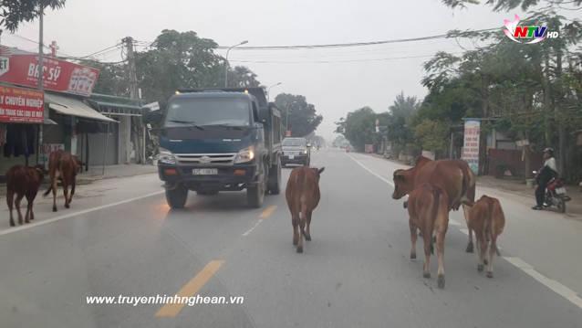 Bản tin An toàn giao thông - 24/01/2021