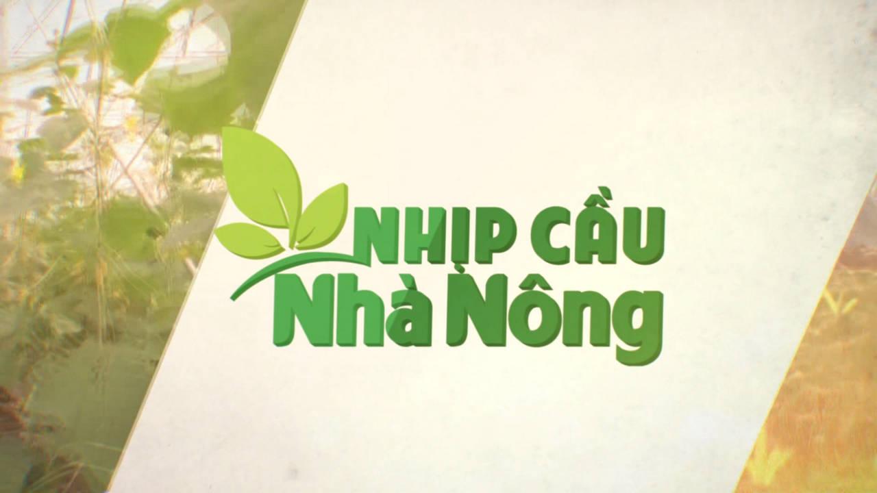NHỊP CẦU NHÀ NÔNG: Kỹ thuật trồng, chăm sóc và thu hoạch chè nguyên liệu