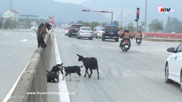 Bản tin An toàn giao thông - 05/02/2019