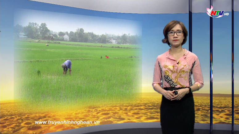 Nghệ An ngày mới - 14/02/2019