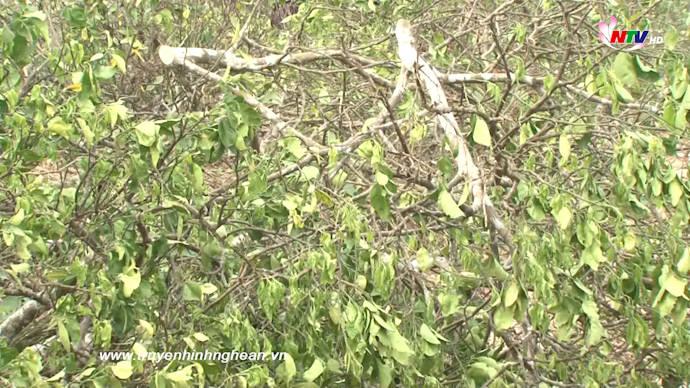 Khó khăn trong phát triển cây, con chủ lực