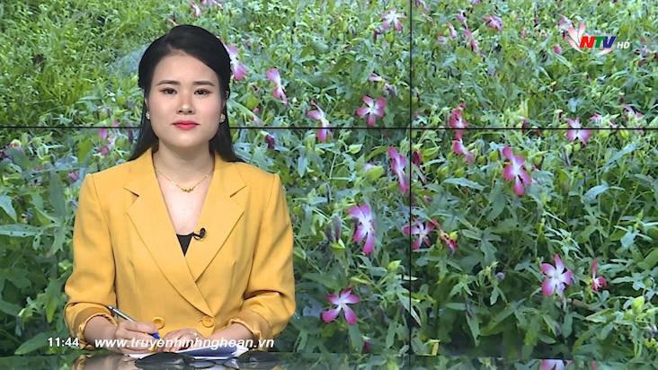 Thời sự Truyền hình Nghệ An trưa ngày 29/05/2021 