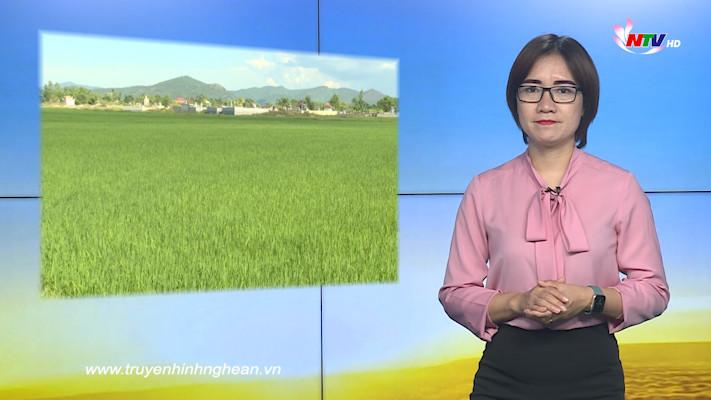 Nghệ An ngày mới - 23/7/2020