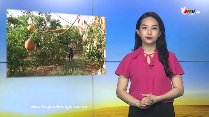 Nghệ An ngày mới - 31/7/2020