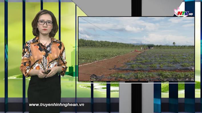 Nghệ An ngày mới - 11/07/2021