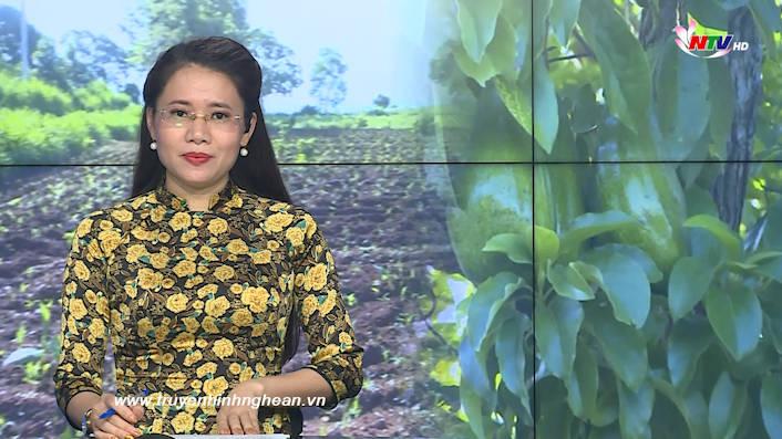 Thời sự Truyền hình - 20/8/2020